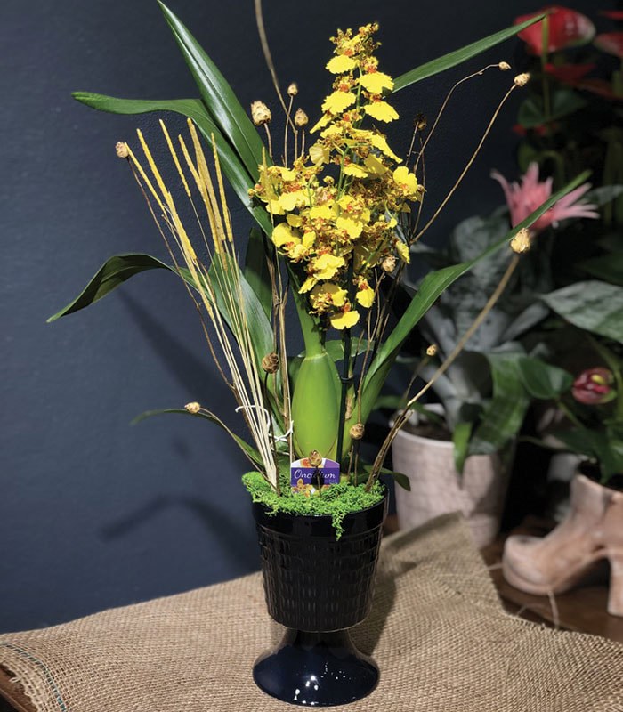 Sarı Benekli Orkide