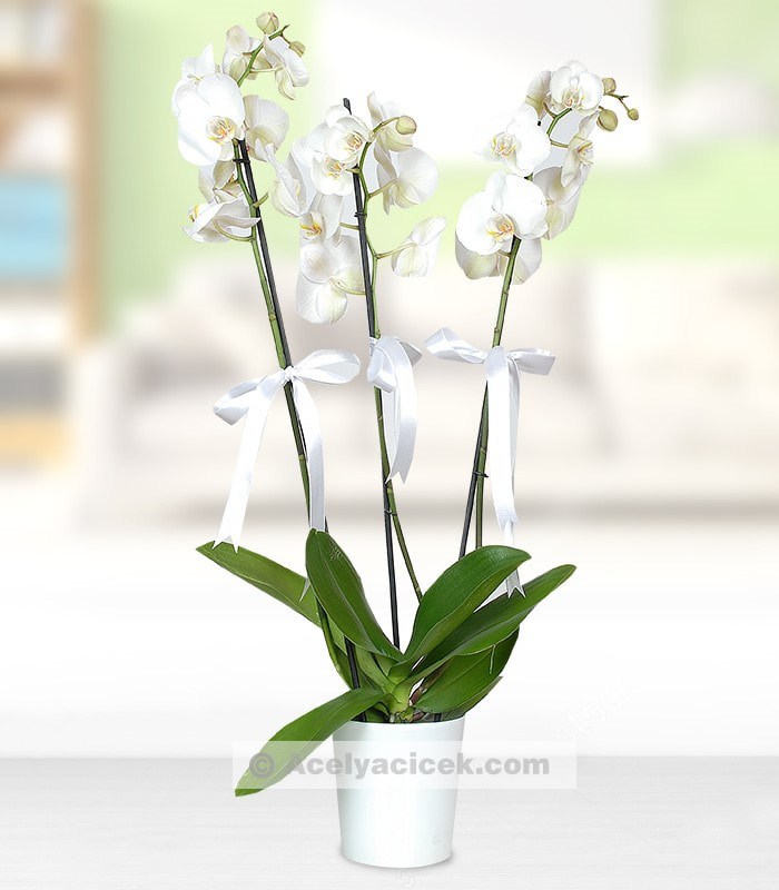 Beyaz Melek Orkide