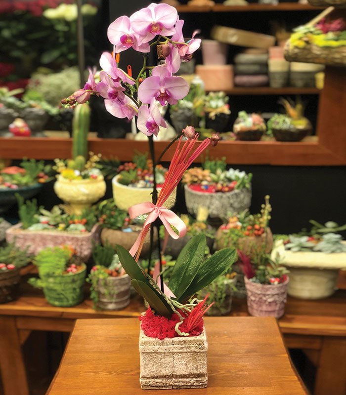 Polinoptus Pembe Orkide