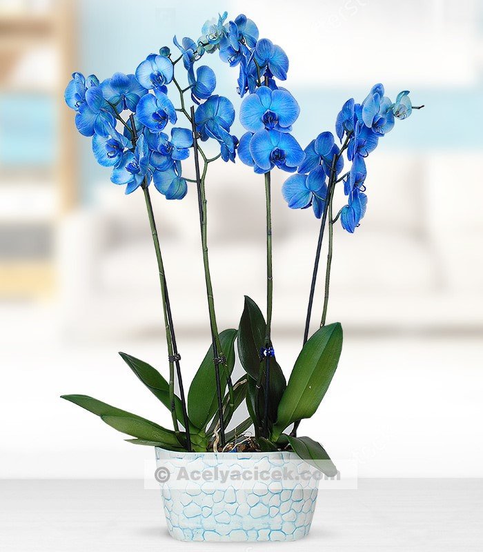 4 Dal Mavi Orkide