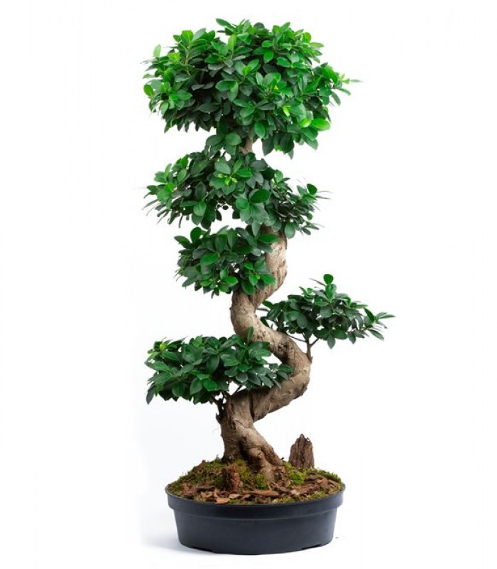 Bonsai Ağacı