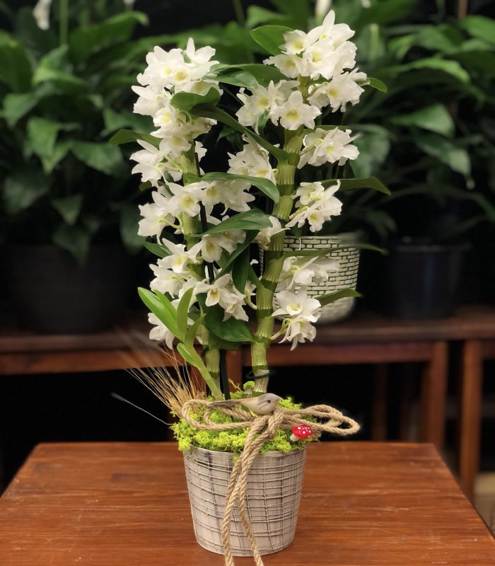 Dendrobium Bambu Beyaz Orkide