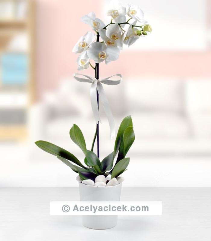 Zarif Beyaz Orkide