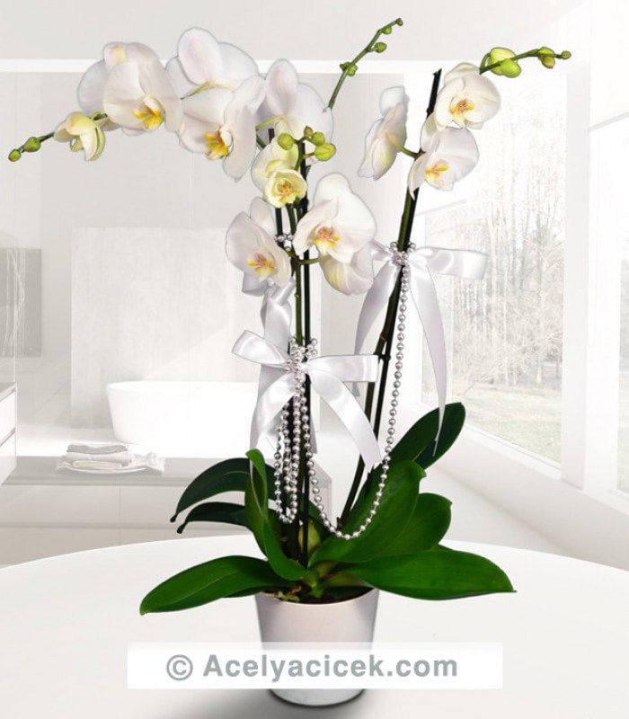 Kraliçe Beyaz Orkide 3 lü